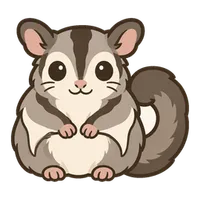 Illustration of a Sugar Glider